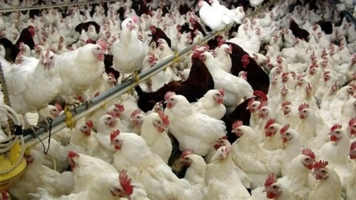 قرار است 50 درصد مرغ کشور از لاین نژاد آرین ایرانی تامین شود