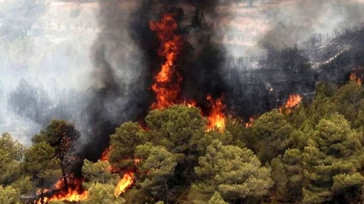 تاثیر آتش سوزی در آینده جنگل های زاگرس