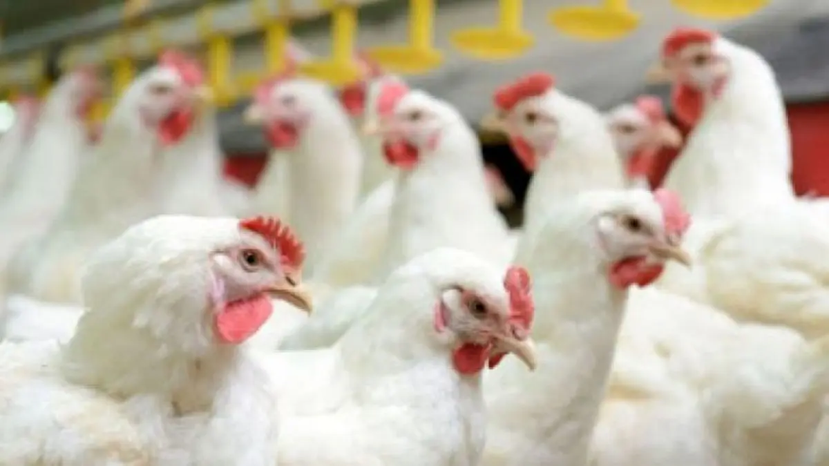 تولیدکنندگان مرغ توان ریسک را ندارد
