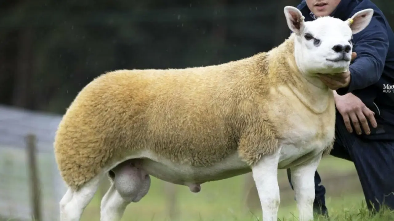 دور دنیا | گران‌ترین گوسفند جهان چه قیمتی دارد؟