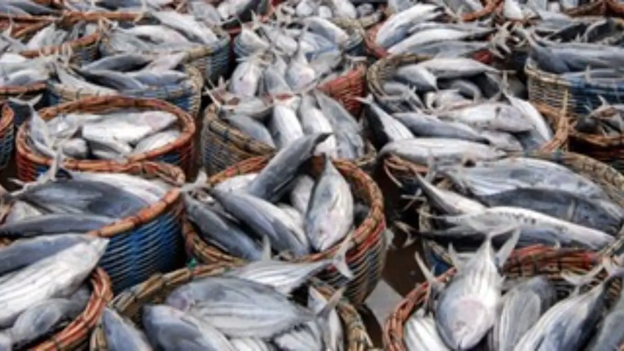 نخستین کارخانه کنسرو ماهی کشور با قیمت غیرواقعی فروخته نخواهد شد