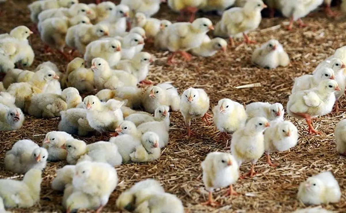 قیمت مرغ در ماه‌های پیش‌رو کاهش می‌یابد؟