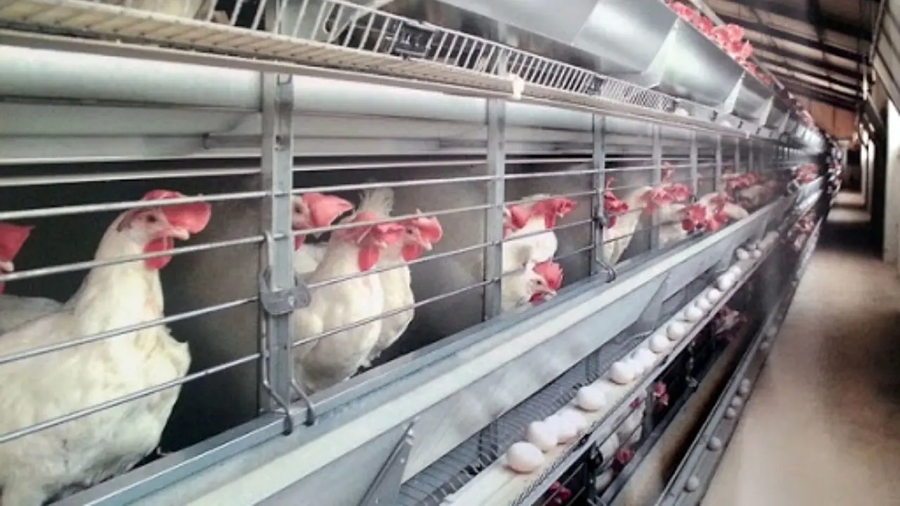 کنجاله تخم پنبه و پودر گوشت چه تاثیری در سلامت و کیفیت تخم مرغ دارد؟