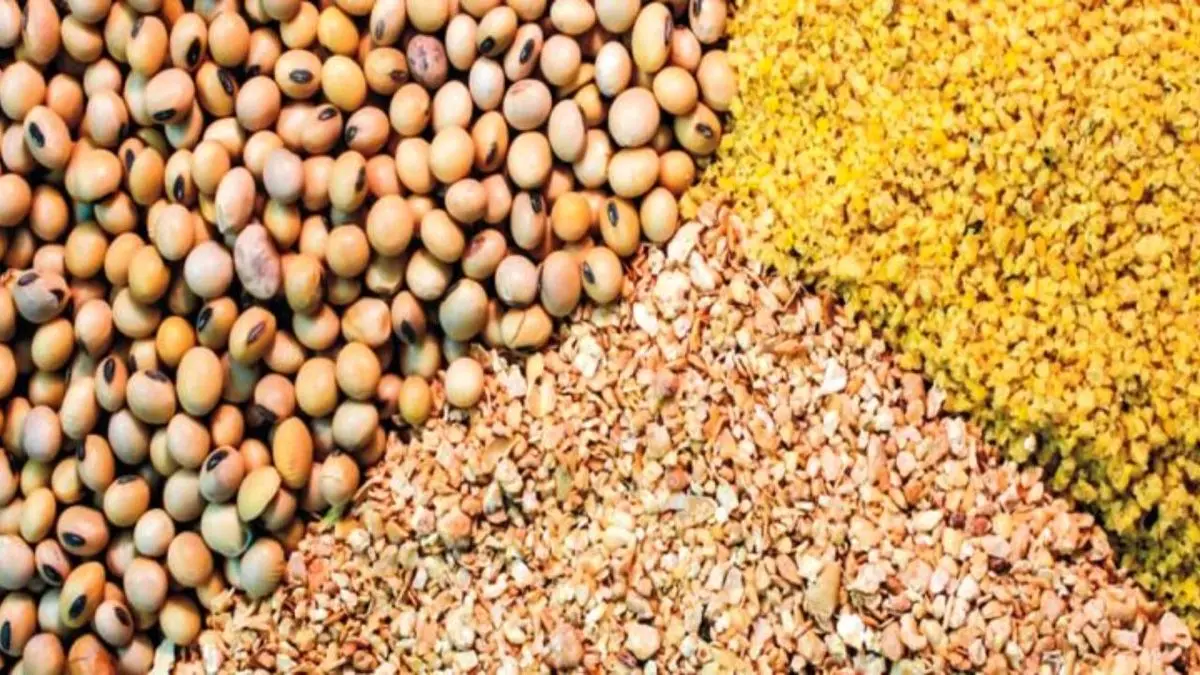 قیمت خوراک دام و طیور در بازارهای جهانی افزایش یافت/ ایران امسال گندم وارد می‌کند