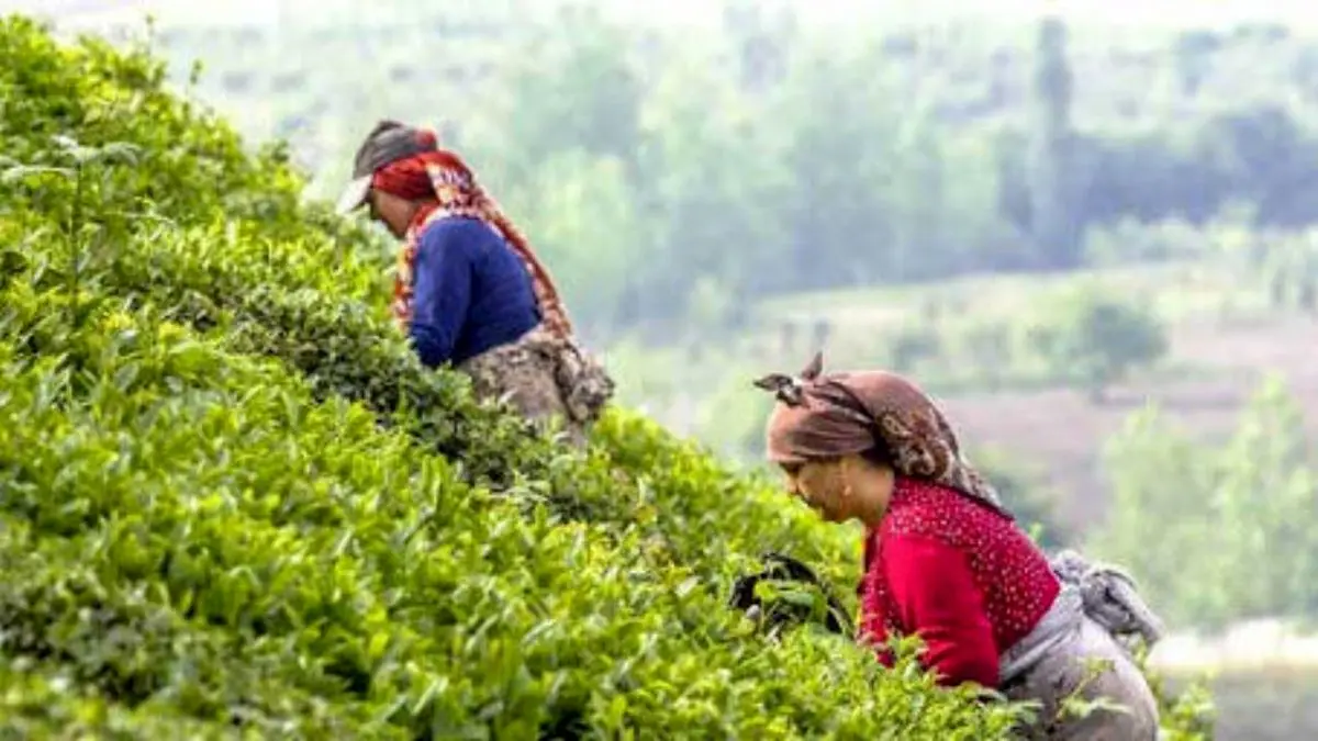 117 هزار تن برگ سبز چای در سال جاری برداشت شد