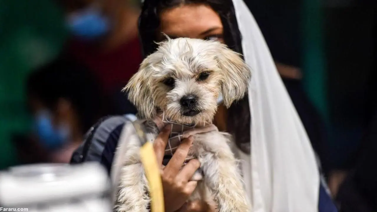 افتتاح کافه ای در عربستان سعودی برای کسانی که سگ دارند