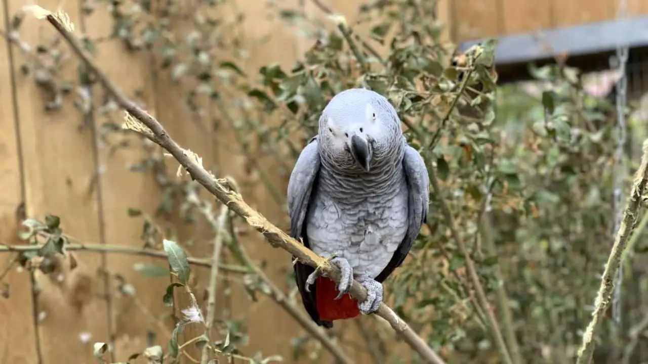 دور دنیا| 5 طوطی بدزبان از باغ‌وحشی در انگلستان اخراج شدند