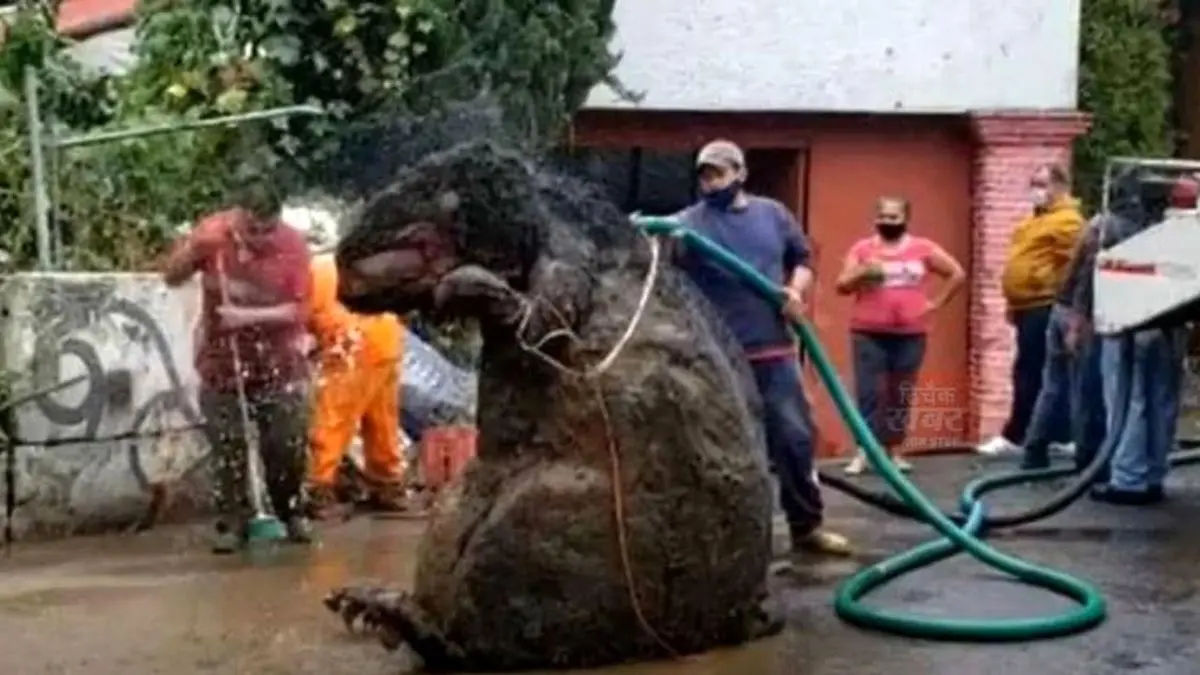 دور دنیا | داستان موش عظیم‌الجثه‌ای که در فاضلاب مکزیک کشف شد + ویدئو