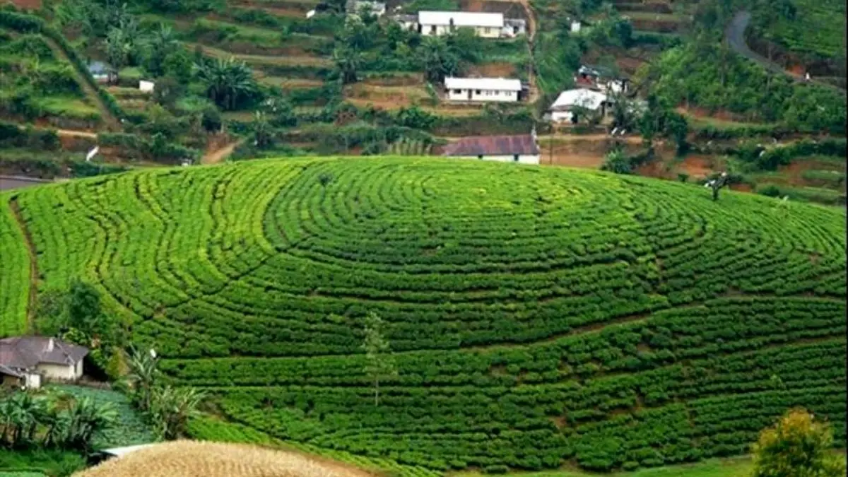 تولید غیرمجاز در مزارع ایران