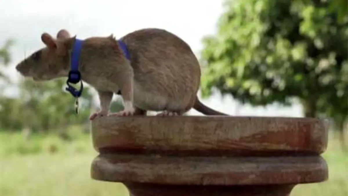 دور دنیا | یک موش در کامبوج نشان شجاعت دریافت کرد + ویدئو