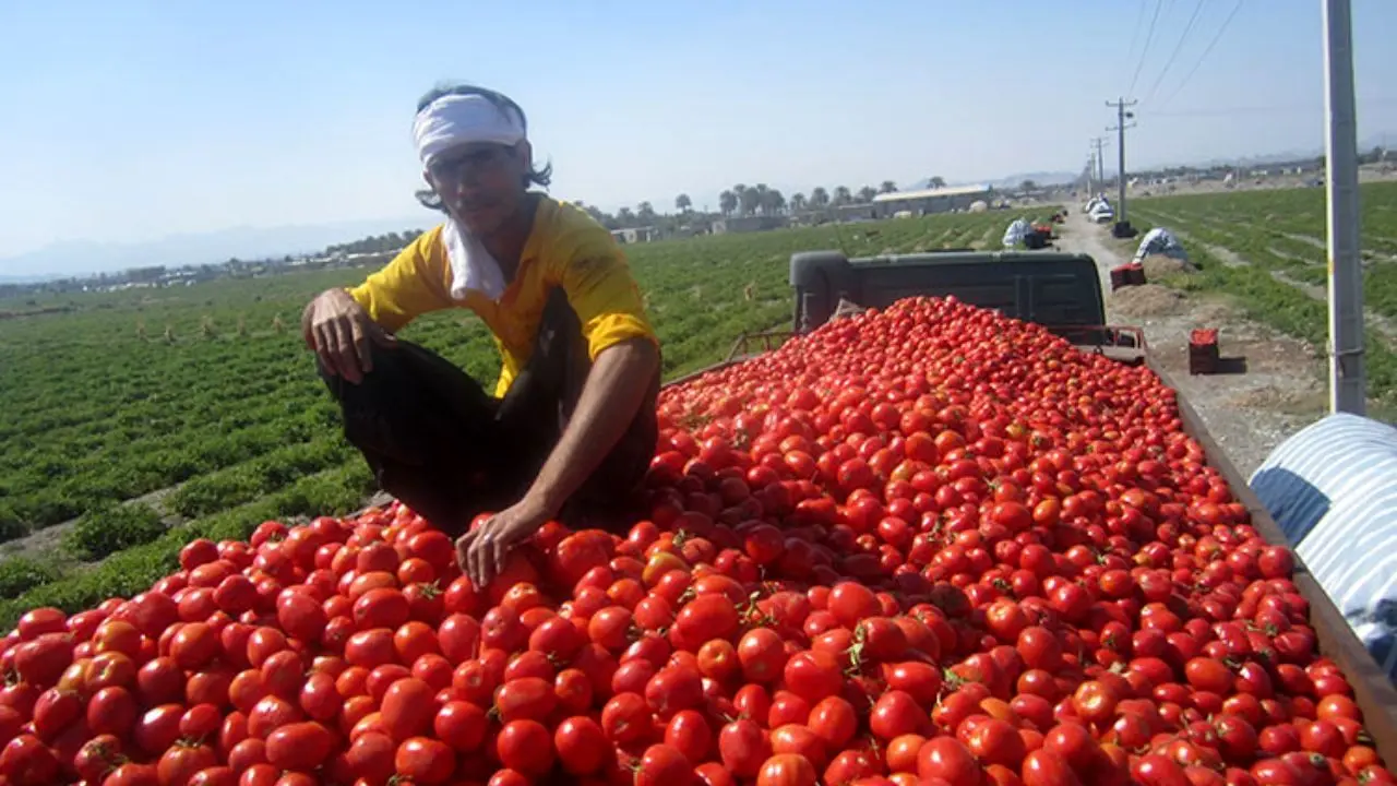 کیفیت دلیل بازگشت 200 کامیون گوجه فرنگی ایران از عراق