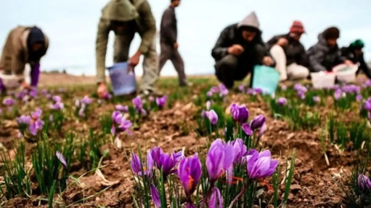 امسال تولید زعفران 10 تا 15 درصد افزایش می‌یابد