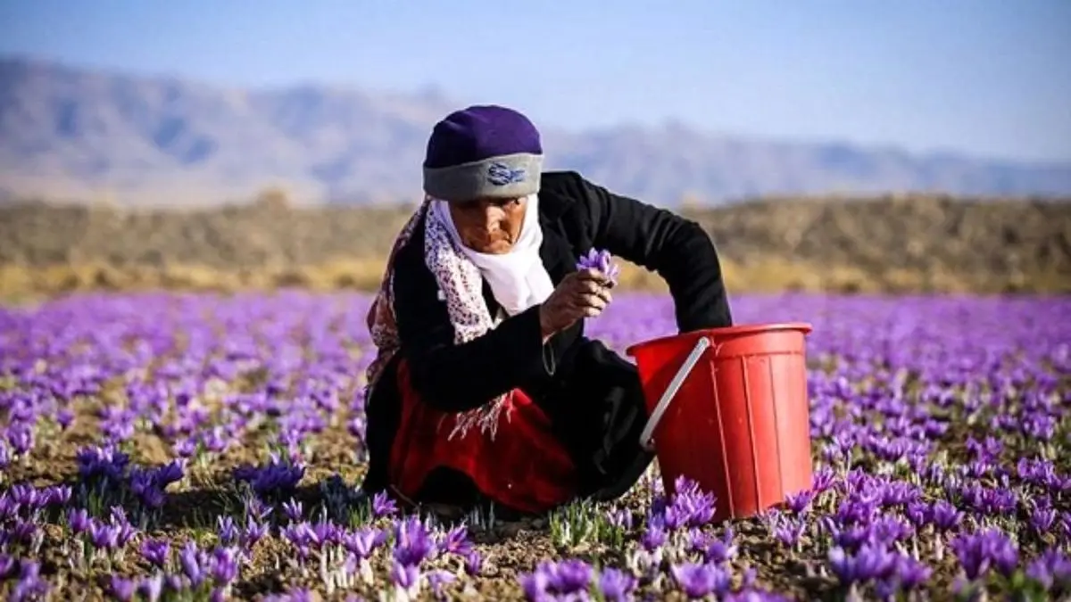 تکذیب ورود زعفران‌های تعاون روستایی به بازار