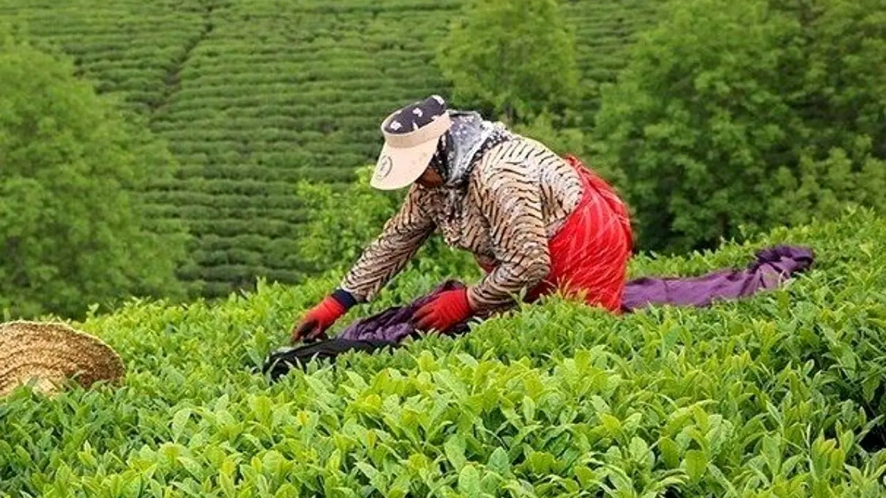 تاکنون 124 هزار تن برگ سبز چای از چایکاران خریداری شده است/ چایکاران 85 درصد از مطالبات خود را دریافت کردند