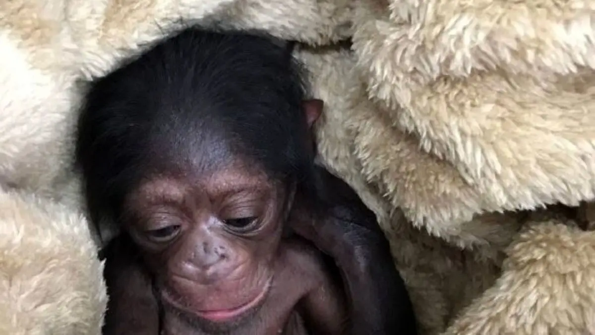 واکنش سازمان محیط‌زیست به مرگ شامپانزه باغ وحش ارم