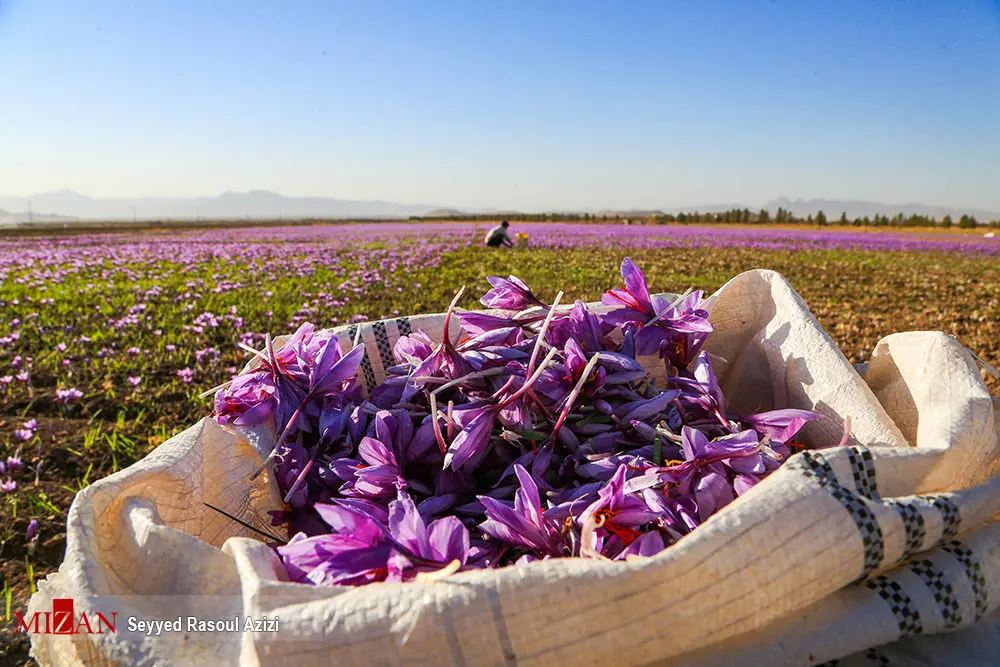 افغانستان در تلاش برای افزایش صادرات زعفران در بحران کرونا است