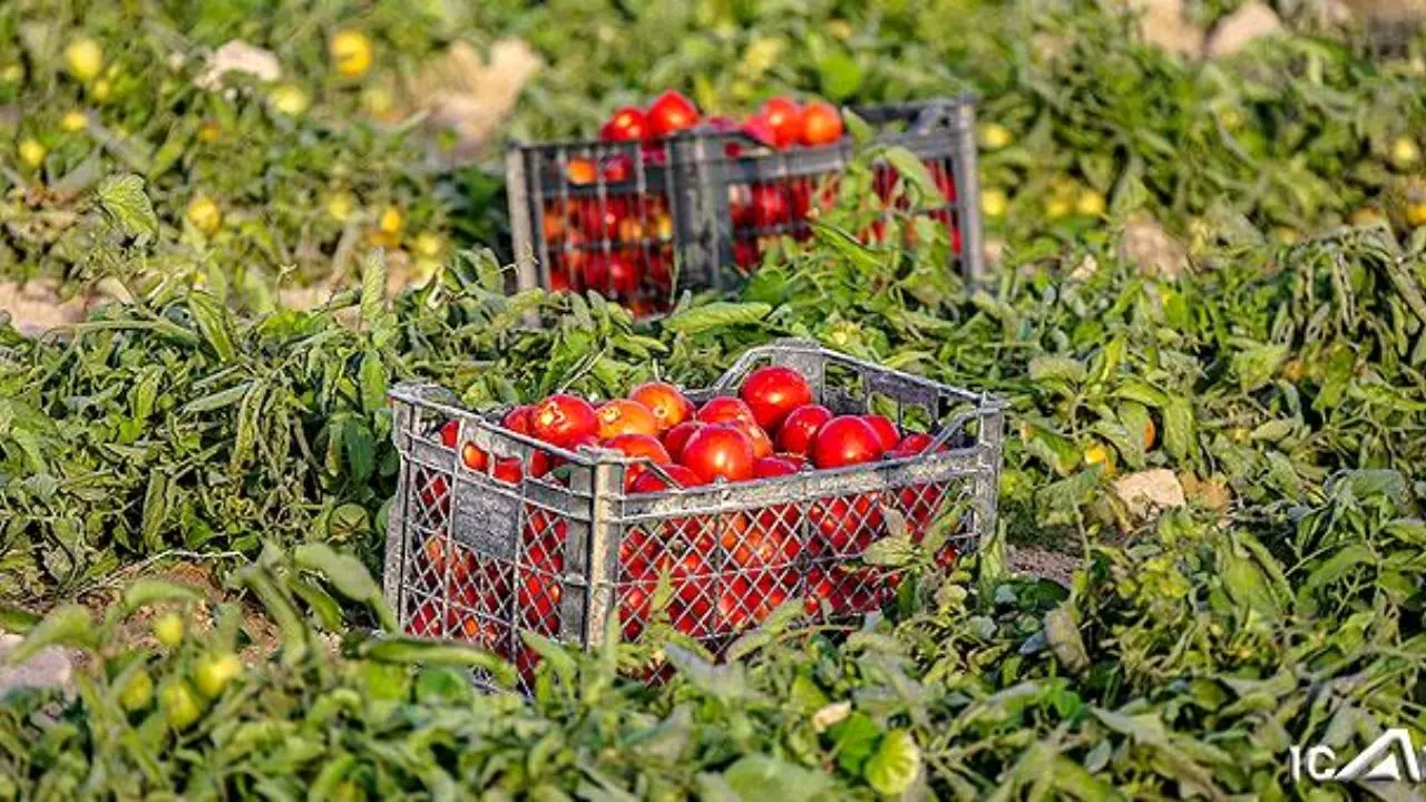سقف قیمت گوجه فرنگی 10300 تومان تعیین شده