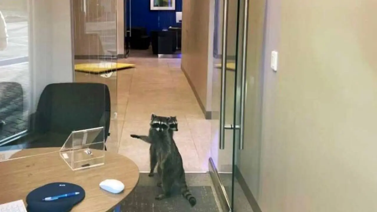 دور دنیا| راکون‌ها هم مزه سرقت از بانک را چشیدند+ عکس