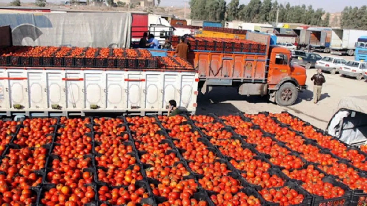 توزیع گوجه فرنگی در میادین میوه و تره‌بار آغاز شد/ گوجه کیلویی 11000 تومان!