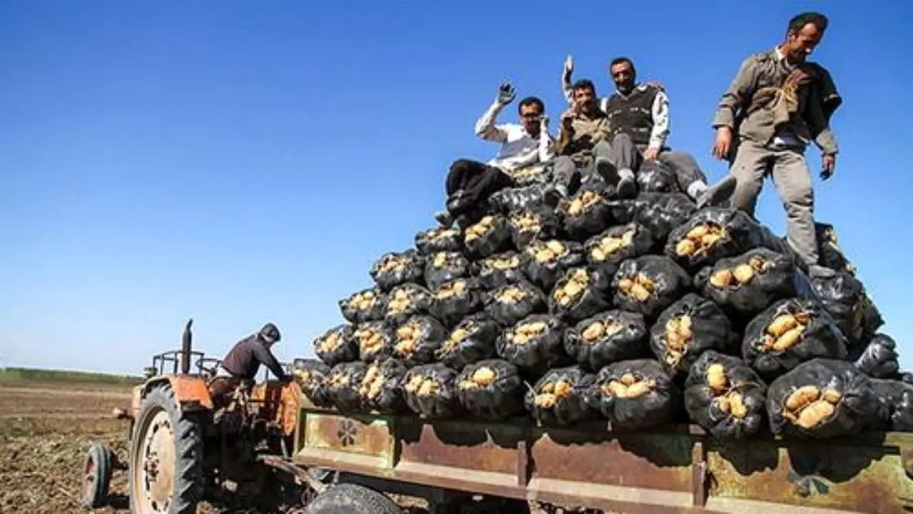 آزاد شدن صادرات سیب زمینی به عراق/ بیش از اندازه کامیون‌های سیب‌زمینی به مرز ارسال نکنید