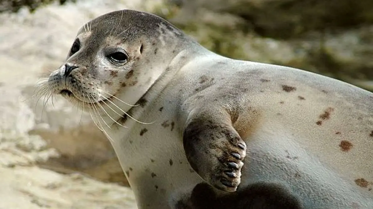 هشدار انقراض برای فوک خزری، تنها پستاندار دریای خزر