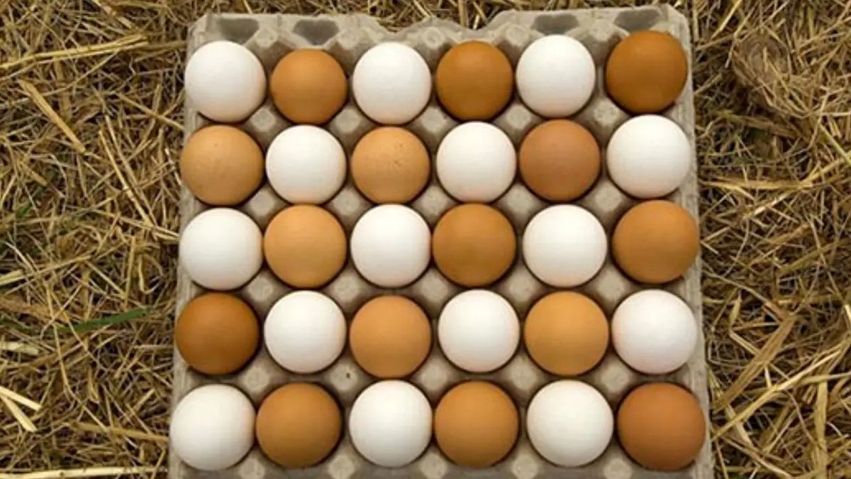 تخم مرغ شانه‌ای 36 هزار تومان!