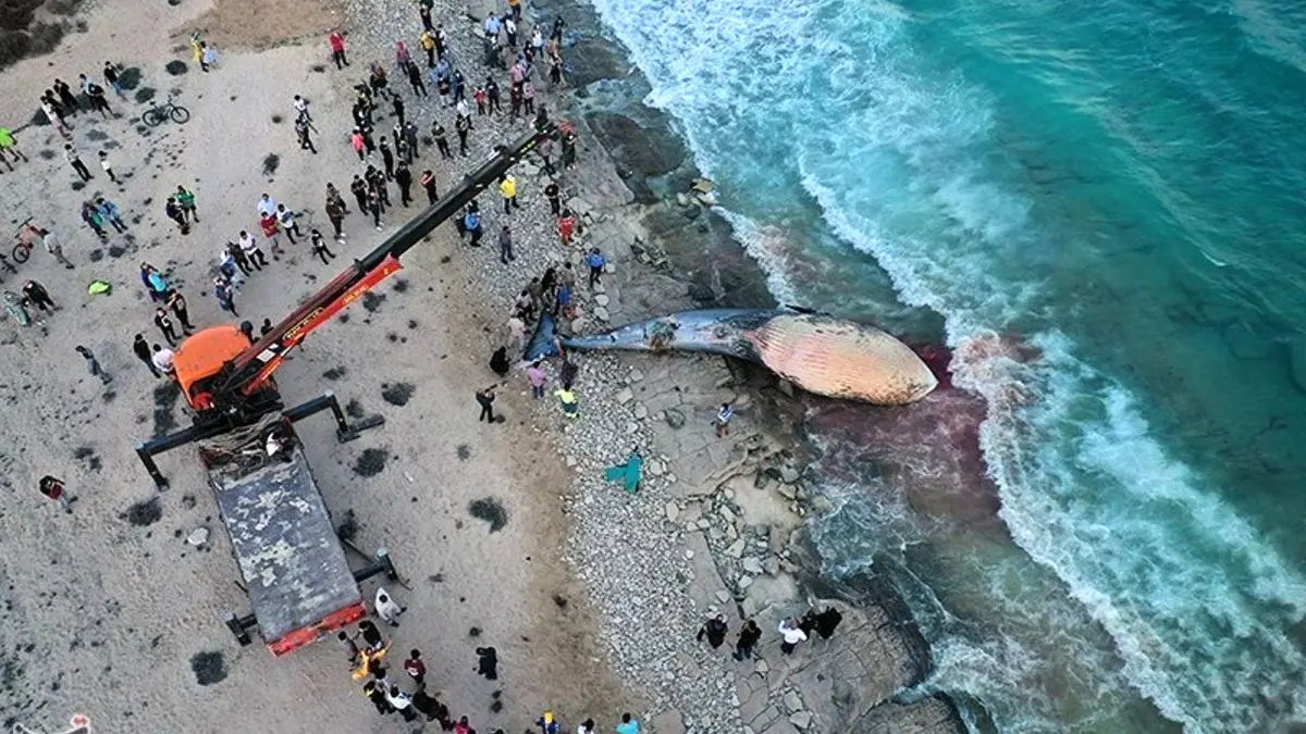 علت مرگ نهنگ خلیج‌فارس مخفی ماند