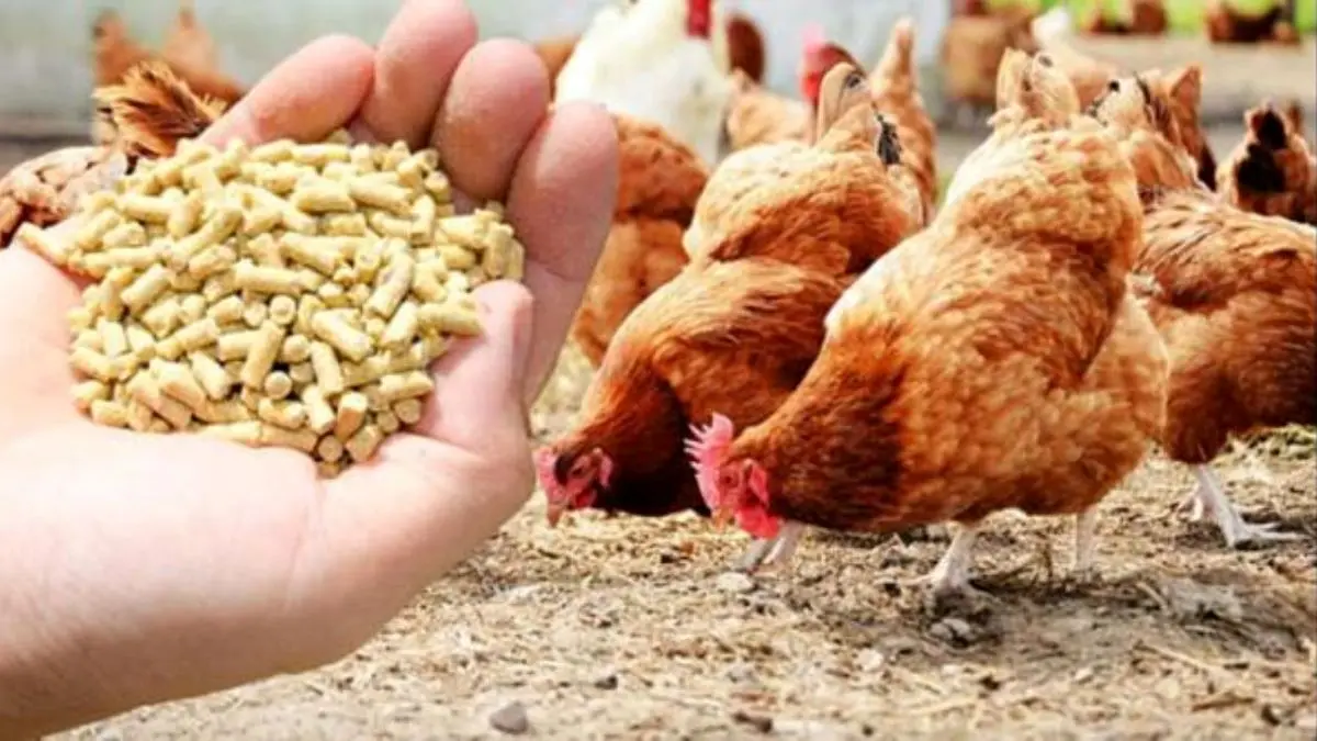 کمبود نهاده مرغ برای پرورش‌دهندگان محسوس‌تر است / قیمت تمام شده جوجه یکروزه 4400 تومان