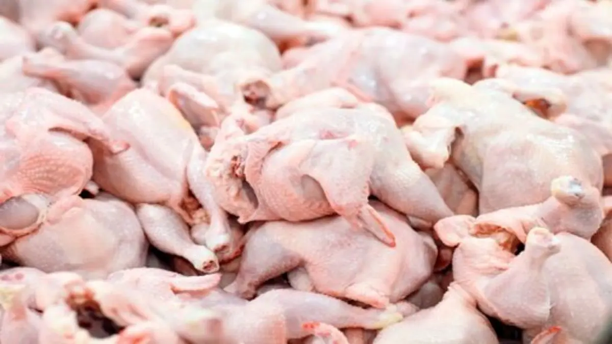 کاهش جوجه‌ریزی دلیل افزایش قیمت گوشت مرغ است