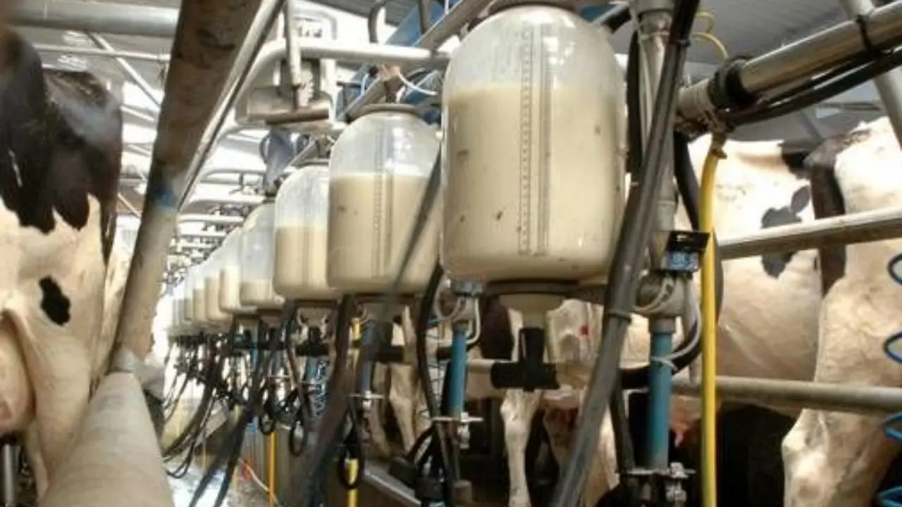 قیمت شیرخام درب دامداری کیلویی 4500 تومان!