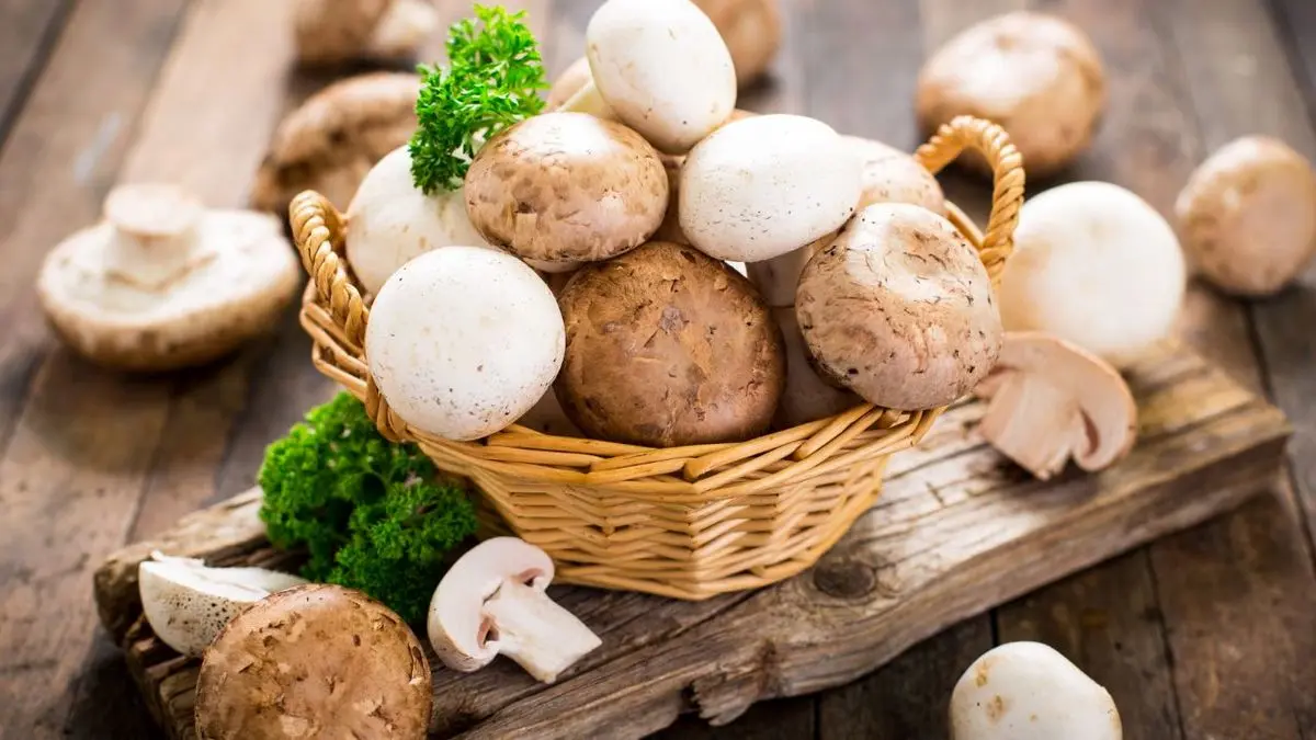 سرانه مصرف قارچ  25 درصد افزایش یافت/ قارچ کیلویی 45 هزار تومان غیرمنطقی است!
