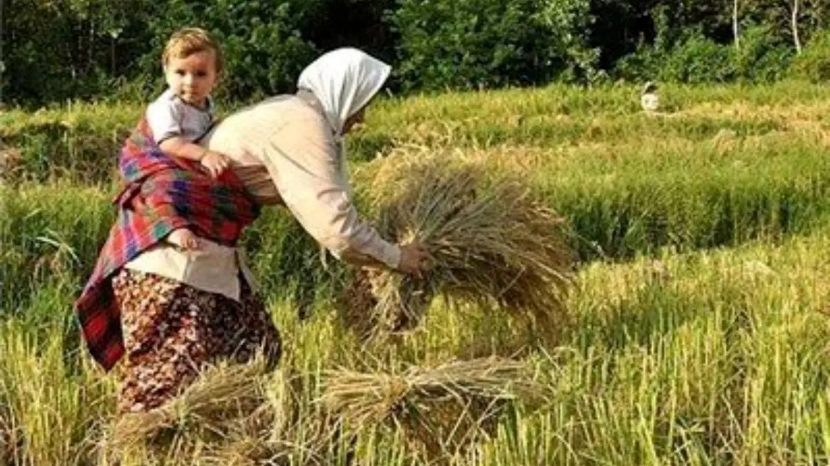 موسسه تحقیقات برنج کشور 2 رقم محصول جدید را معرفی کرد