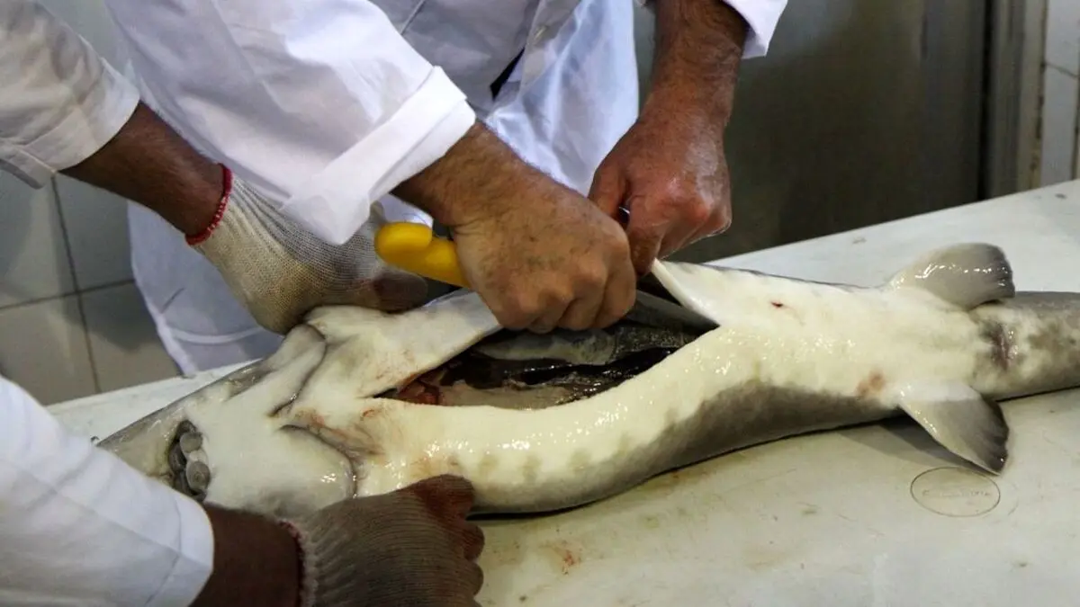 استحصال قریب 800 کیلوگرم خاویار پرورشی در رودسر