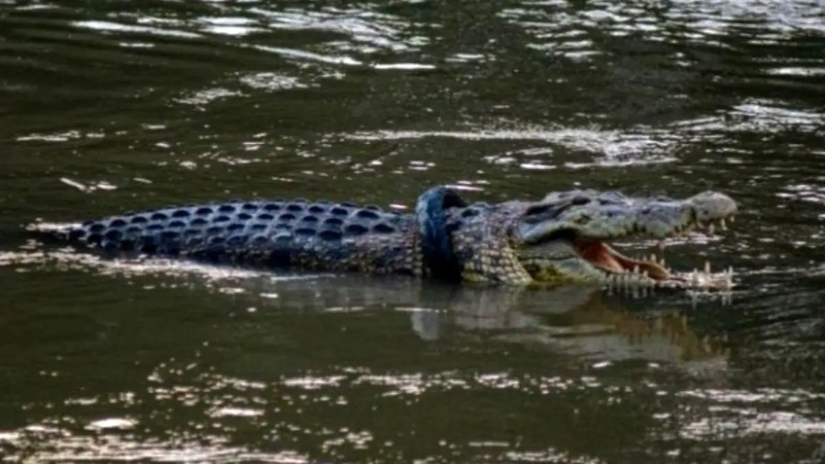 ماجرای مشاهده تمساح در دریاچه چیتگر چیست؟+ ویدئو