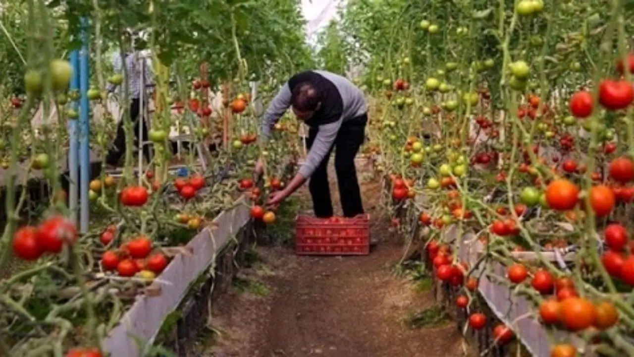 فرصت برای کشاورزان ایرانی با حذف آذربایجان از بازار سبزی و صیفی روسیه