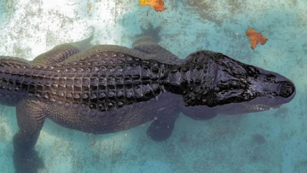 وجود تمساح در دریاچه چیتگر به طور رسمی تکذیب شد