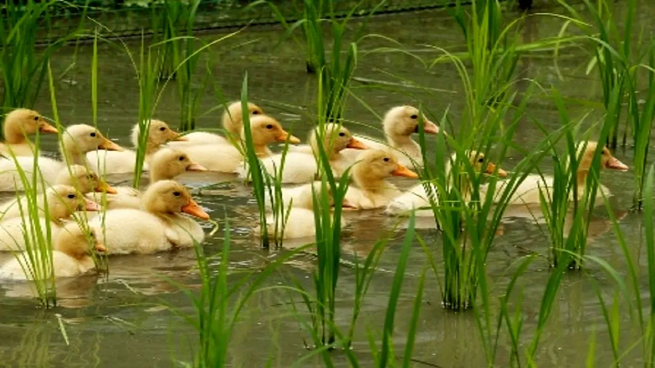 کشت توأم برنج با پرورش اردک اقدامی برد-برد است