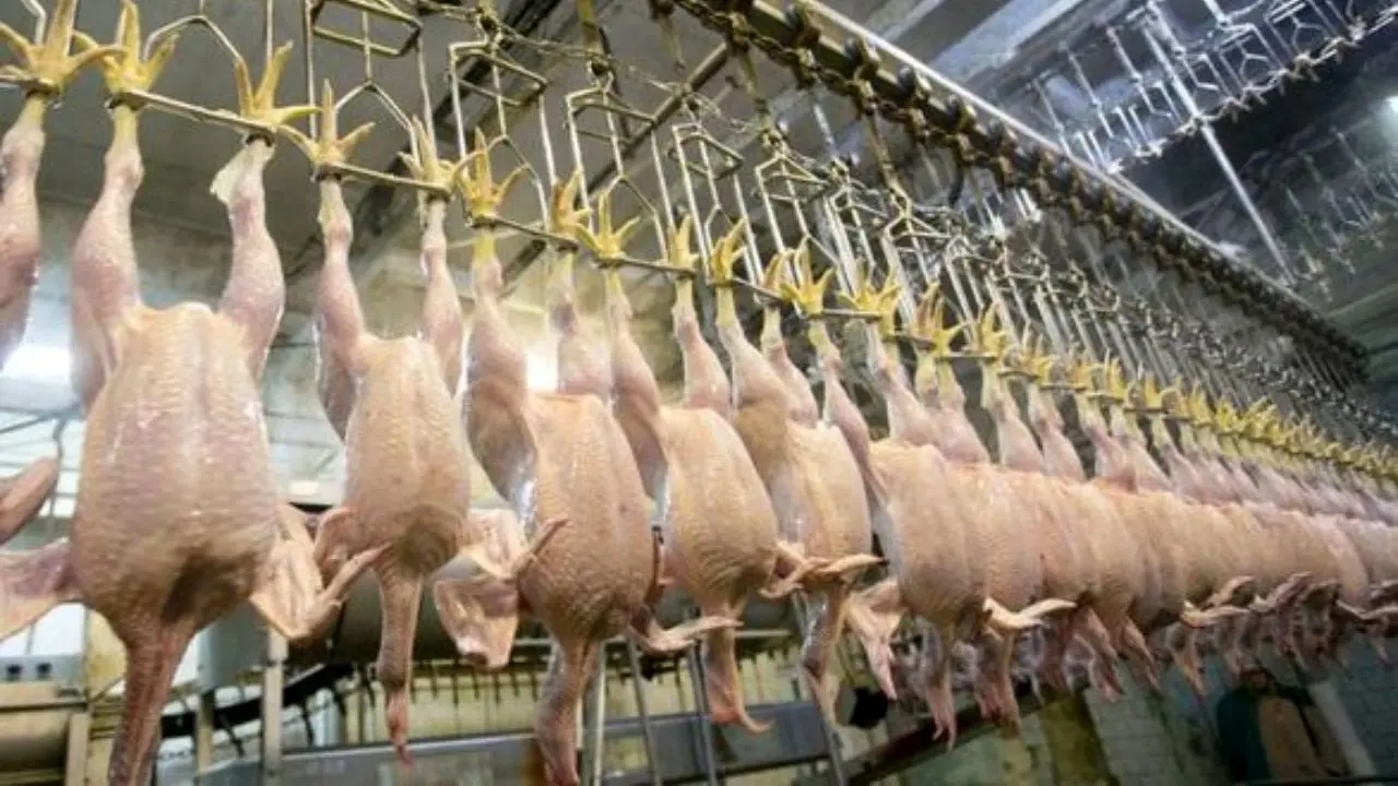 روزانه یک هزار تن مرغ گرم و منجمد در بازار توزیع می‌شود/ مشکلی در عرضه نهاده‌های دامی نداریم