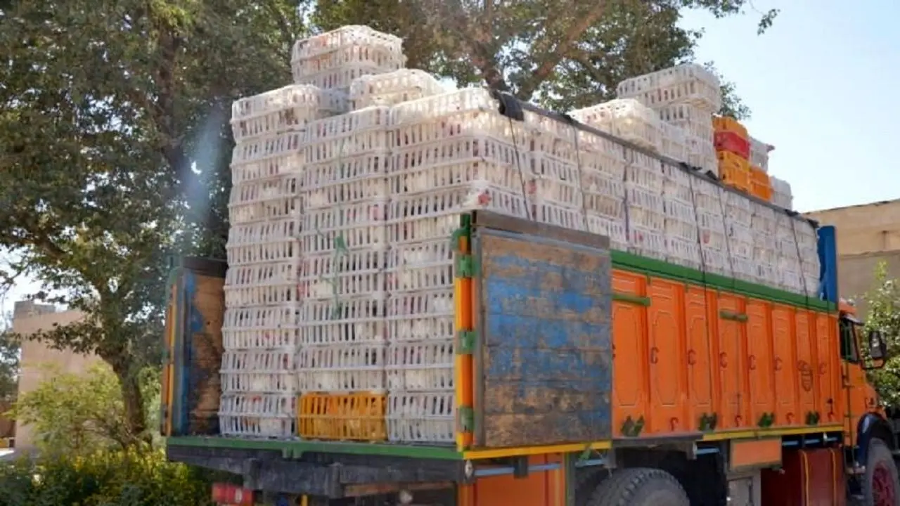 توقیف 6 دستگاه کامیون حامل مرغ فاقد مجوز در رودبار