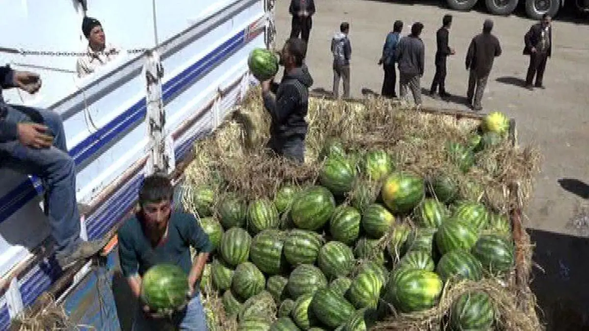 210 هزار تن هندوانه برای شب یلدا برداشت می‌شود