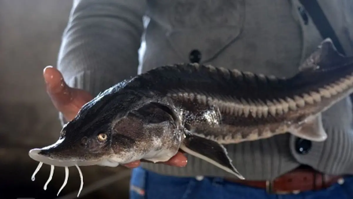 ممنوعیت صید ماهیان خاویاری توسط 5 کشور حاشیه خزر