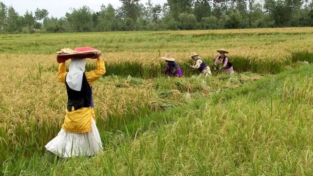 رشت، بزرگترین تولید کننده برنج در کشور