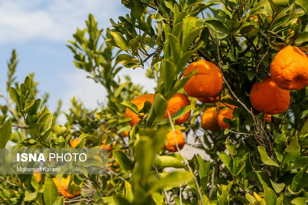 برداشت نارنگی از باغات هرمزگان