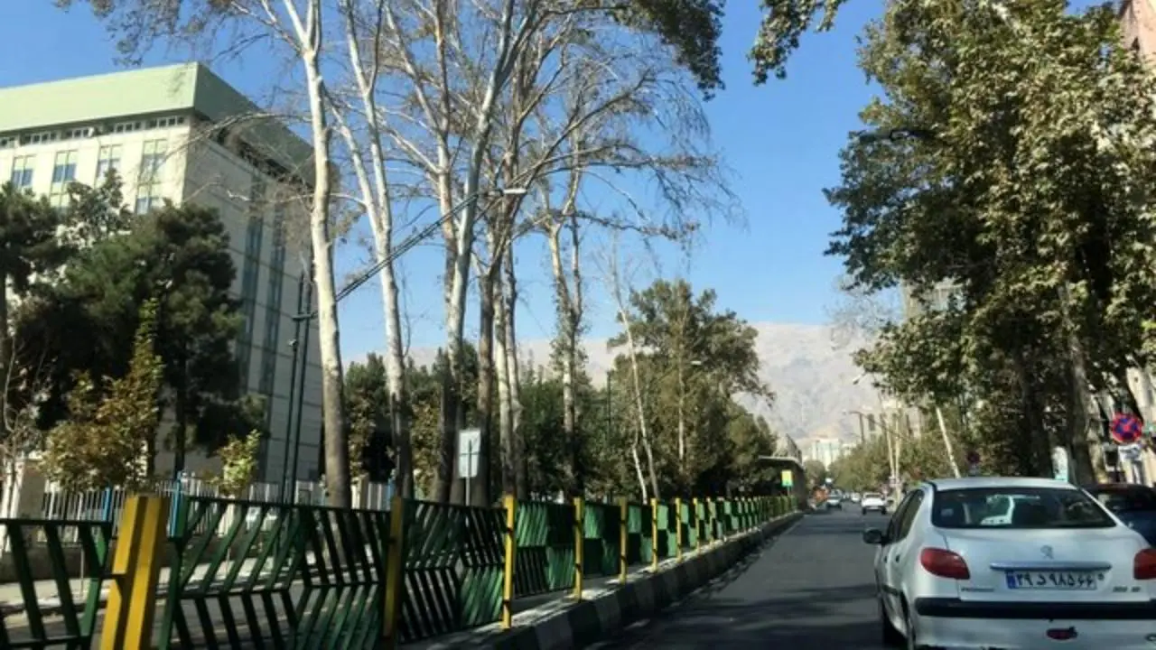 آغاز کاشت 300 درخت چنار در مرکز شهر تهران