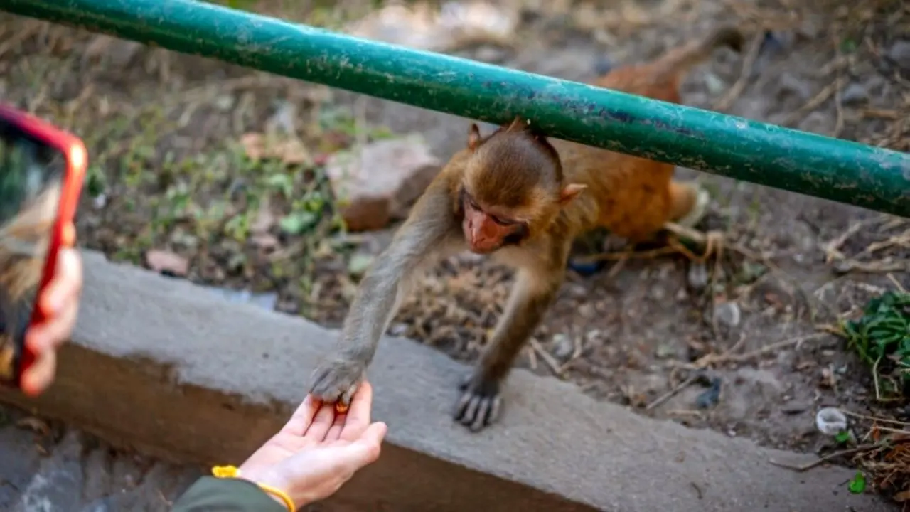 دور دنیا | میمون‌های اندونزی به سارقان حرفه‌ای تبدیل شده‌اند