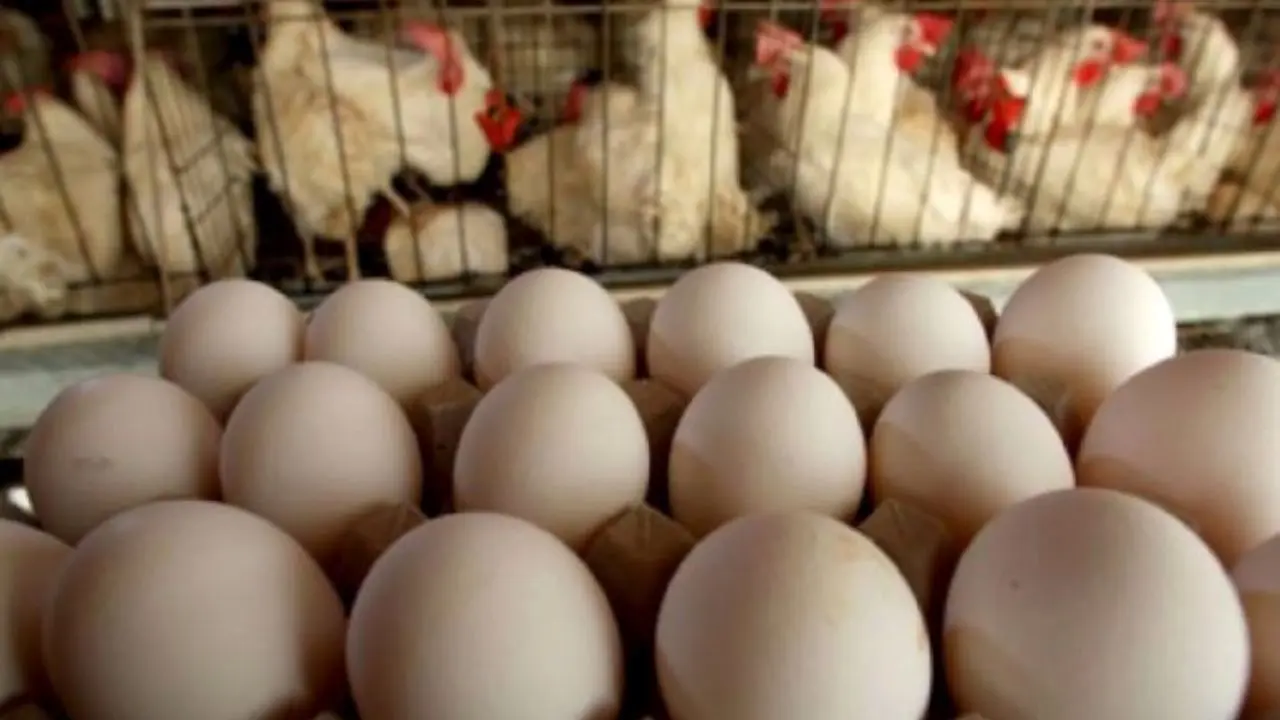 افزایش شدید هزینه های مانع از تولید تخم مرغ می‌شود
