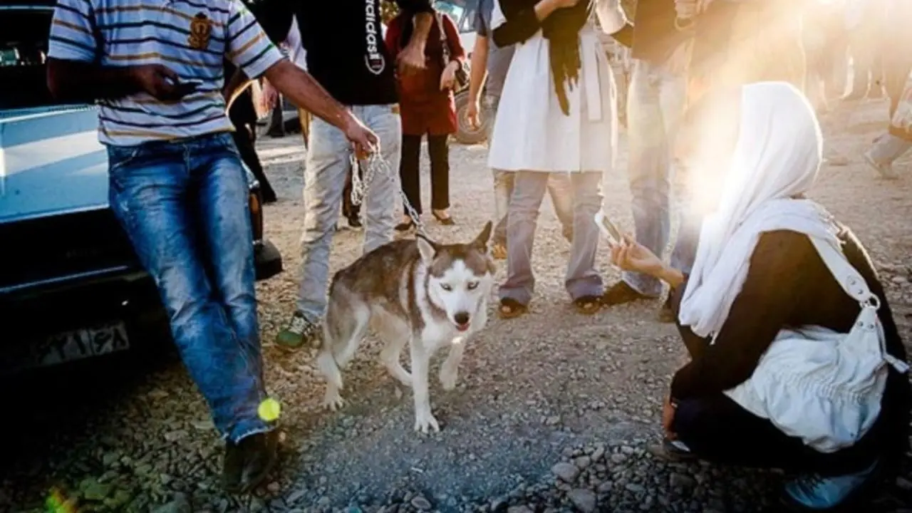 عقیم‌سازی و کنترل جمعیت سگ‌های بدون صاحب در آرادکوه