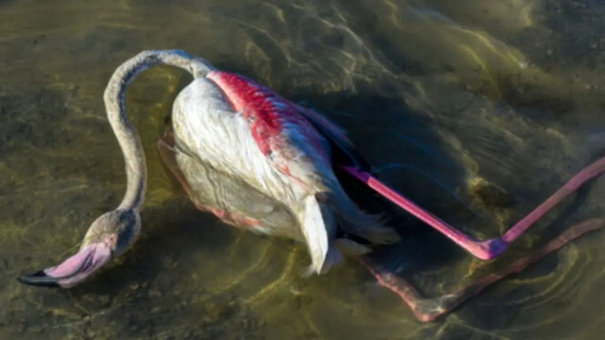 مرگ بیش از 6 هزار پرنده مهاجر در تالاب میانکاله و خلیج گرگان
