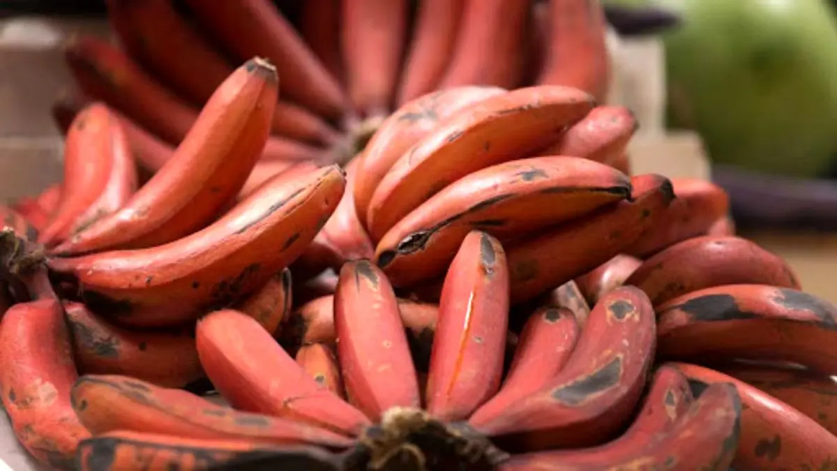 واردات موز قرمز برای لاکچری‌ها!/ موز اکوادور کیلویی 183 هزار تومان!