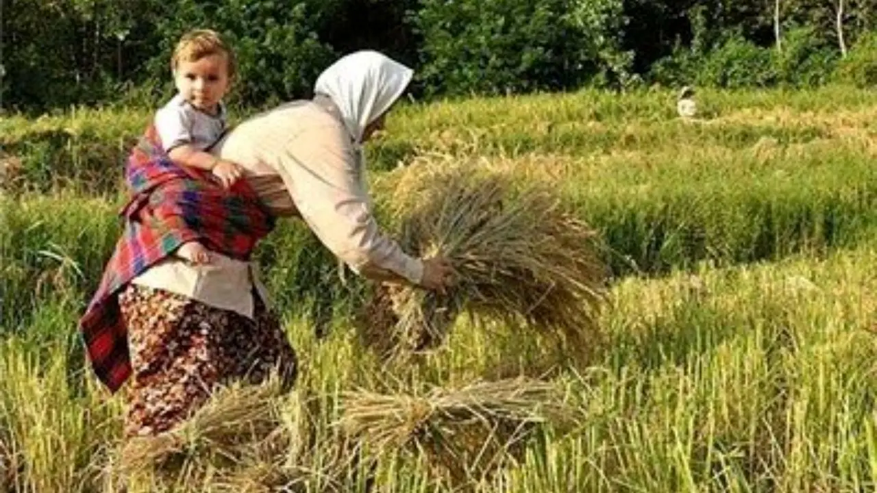 رقم جدید برنج ایرانی با نام کیان نامگذاری شد